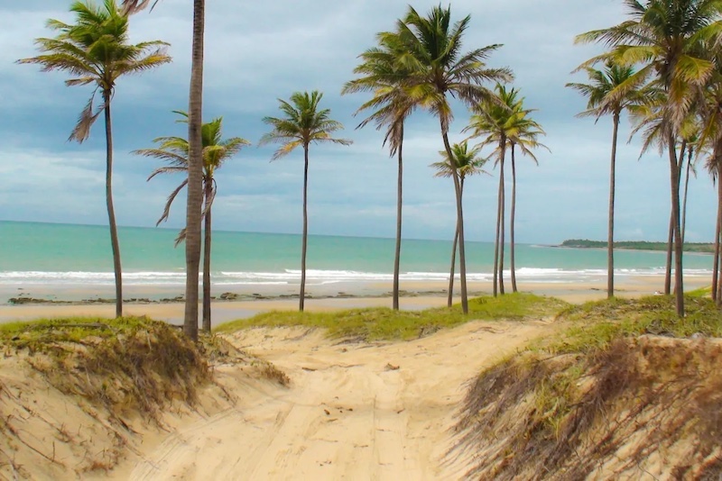 Excursão à Praia da Lagoinha - palmeiras