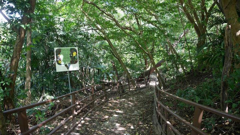 Parque Estadual do Rio Cocó em Fortaleza - caminho